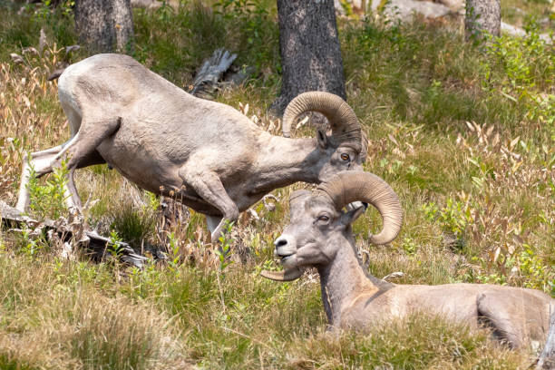Two bighorn mountain sheep rams [ovis canadensis] on mountainside in the western United States stock photo