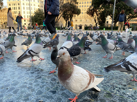 Barcelona, Spain, January 23, 2020 : Pigeons at Catalonia Square