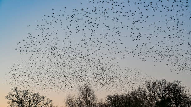 istock Starling murmuration with flying birds in the sky during sunset 1471613991