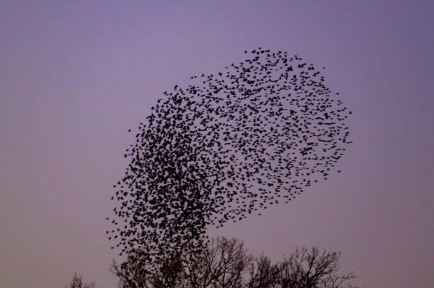 istock Starling murmuration with flying birds in the sky during sunset 1471614022