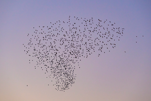 Starling birds murmuration in a clear sky during a calm sunset at the end of the day. Huge groups of starlings in the sky that move in shape-shifting clouds before landing in the trees for the night.