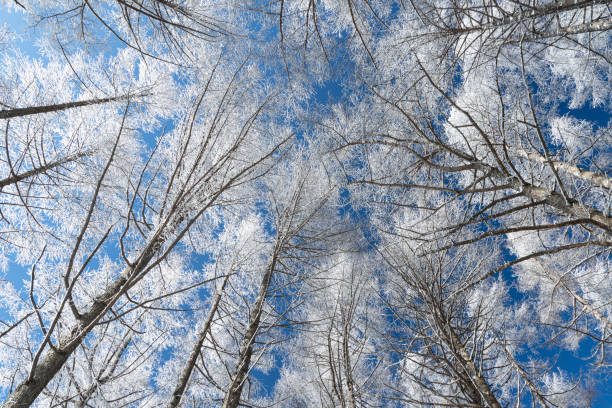 istock Larch rime and blue sky 1471615258