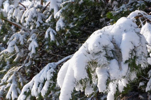 istock Pine snowy forest on a sunny winter day. 1471615851