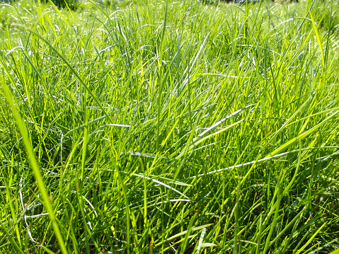 Uncut lawn. Green lush grass on the lawn. Lawn, carpet, natural green untrimmed grass field. Fresh no cut backyard in the sunlihgt. Closeup view, good depth of field.
