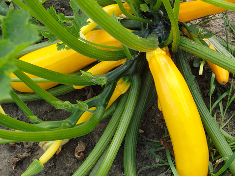 zucchini plant in the garden garden blooms and bears fruit in summer, organic vegetables. Soft focus Concept harvesting.
