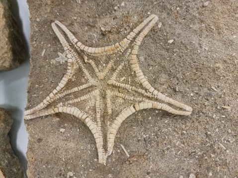 Starfish fossil in verry good condidion. The close-up image shows the fossil inside a limestone rock.
