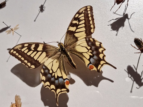 Papilio machaon, the Old World swallowtail, is a butterfly of the family Papilionidae. The image shows a dead Butterfly in a showcase as part of a collection.