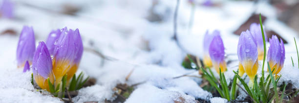 istock two Crocus in the snow-covered garden 1471620274