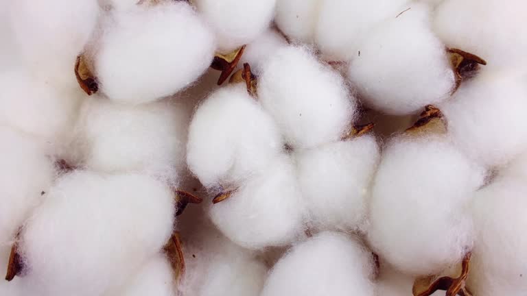 White and brown cotton ball flowers circle rotation close up