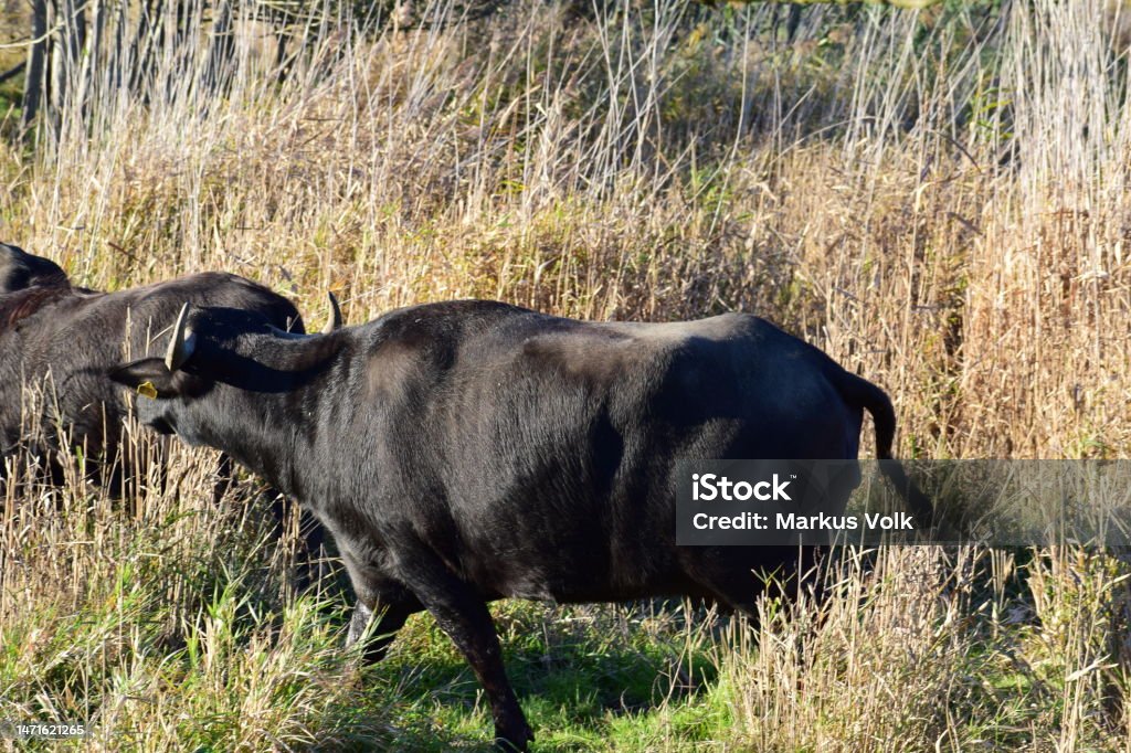 buffalo herd Eifel African Buffalo Stock Photo buffalo herd Eifel African Buffalo Stock Photo