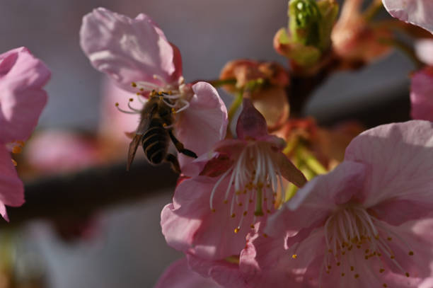 istock Close-up of beautiful cherry blossoms and bees 1471621902