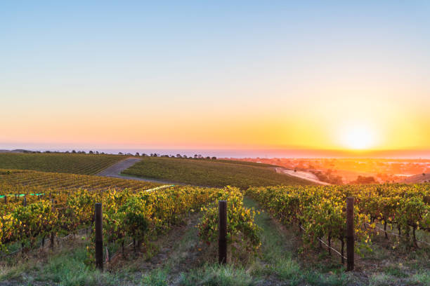 istock Vineyards in McLaren Vale at sunset 1471623534