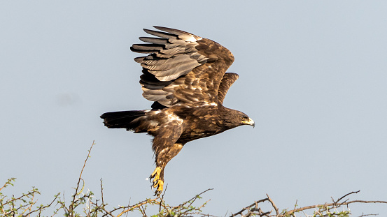The greater spotted eagle (Clanga clanga)
