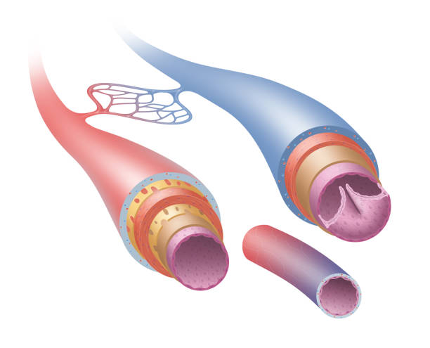 illustrazioni stock, clip art, cartoni animati e icone di tendenza di struttura di arterie, vene e capillari - human artery animal artery human vein healthcare and medicine