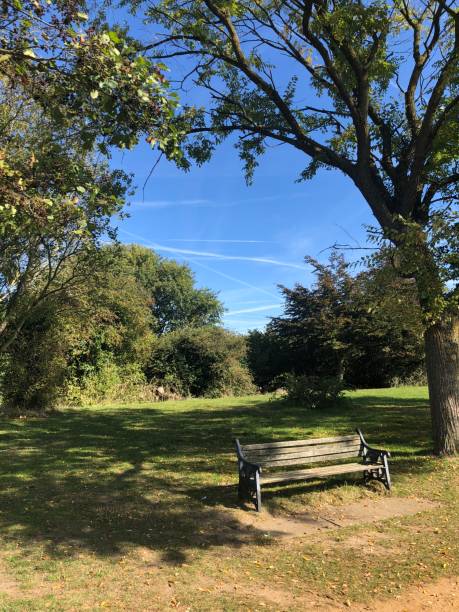 istock A lonely bench in a beautiful park 1471624649