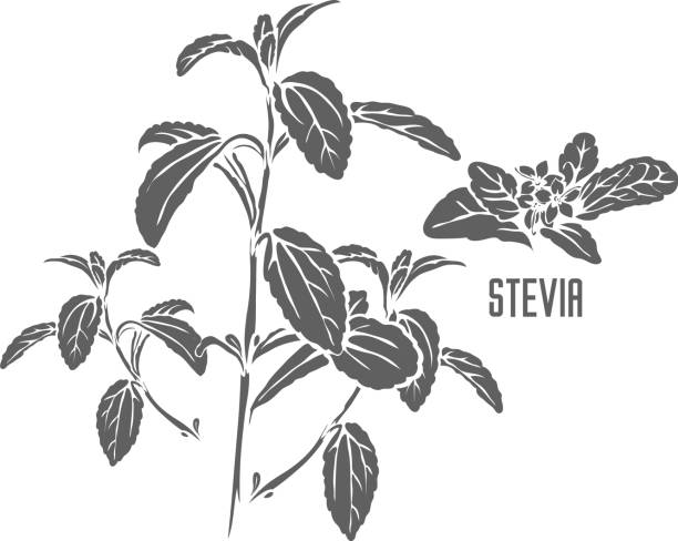 스테비아 허브 오피시날리스 벡터 일러스트 레이 션 - stevia tea herbal tea herb stock illustrations