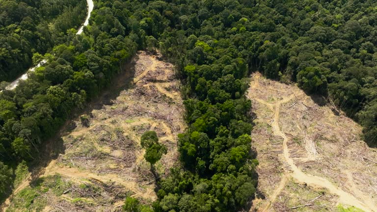 Cutting down the jungle for oil palm plantations. Borneo, Malaysia.