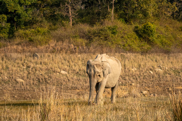 A detailed close-up of a tusker Asian elephant (Elephas maximus indicus) in Bandipur National Park, Karnataka, India. The portrait captures the texture of its wrinkled skin, battle scars, and impressive ivory tusks against a soft forest backdrop.