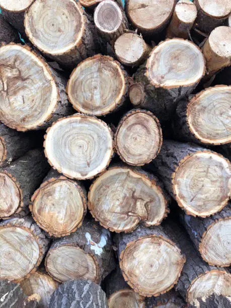 Photo of The background consists of saws of thick logs stacked on top of each other in the form of a woodpile. Annual rings are visible on the cross-section of the trunks.