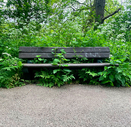 Seating in Epping Forest with stinging nettles and cow parsley