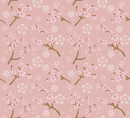 Cherry blossom pattern, Japanese sakura flower textile design on pink background.