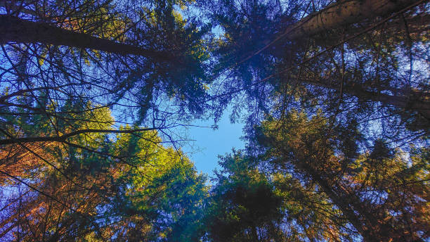 畏敬の念を起こさせる景色:松の木を見上げる - footpath wood horizon nature ストックフォトと画像