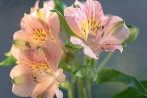 Peruvian lily alstroemeria delicate pink color