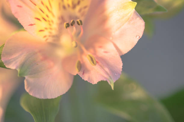 Peruvian lily alstroemeria delicate pink color