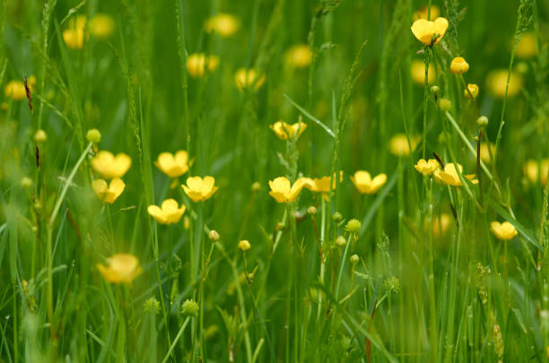 Meadow of yellow marsh marigold flowers in June
