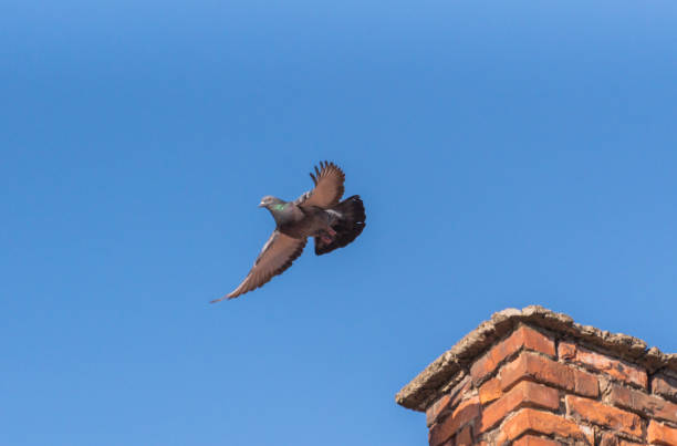 istock City pigeon maneuvers in flight 1471630949