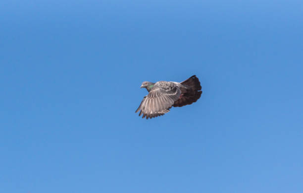 istock City pigeon maneuvers in flight 1471630951