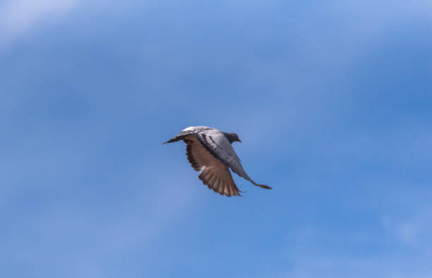 istock City pigeon maneuvers in flight 1471630967