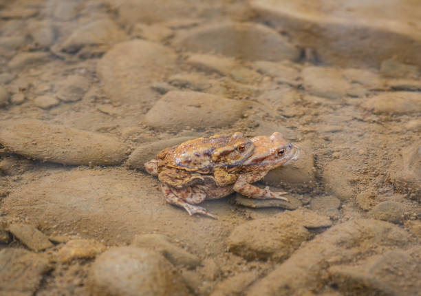 River frogs in the process of procreation