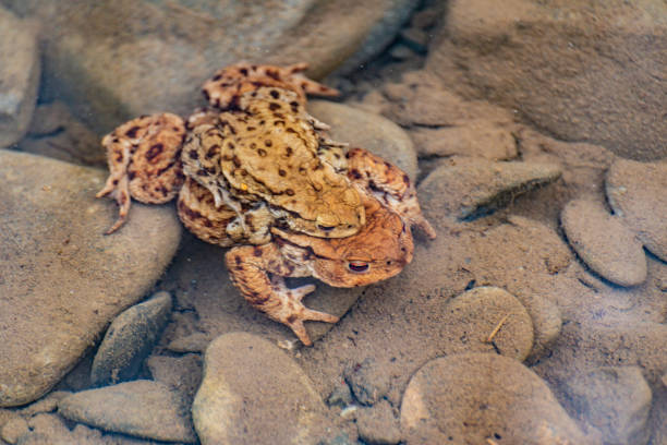 istock River frogs in the process of procreation 1471631000