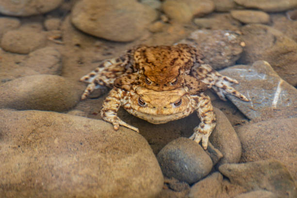 istock River frogs in the process of procreation 1471631030