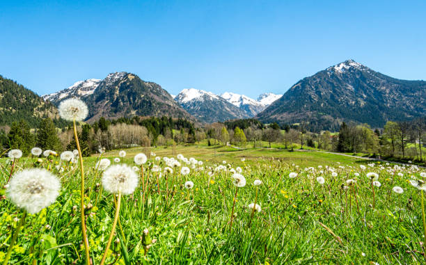 piękna łąka kwiatowa i ośnieżone góry. oberstdorf, bawaria, alpy, allgäu, niemcy. - allgau germany bavaria european alps zdjęcia i obrazy z banku zdjęć
