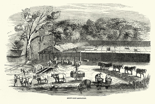Vintage illustration Arrowroot laboratory at Durban, Port Natal, South Africa, 1850s, History of Agriculture