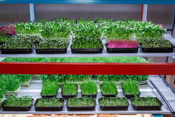Urban microgreen farm.The microgreen in plastic trays.Baby leaves, phytolamp.Sprouting Microgreens on the Hemp Biodegradable Mats.Germination of seeds at home.Eco-friendly small business. stock photo