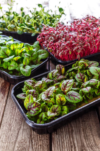 The microgreen in plastic trays.Mixed Microgreens in trays on wooden background.Sprouting Microgreens on the Hemp Biodegradable Mats.Germination of seeds at home. Vegan and healthy food concept. stock photo