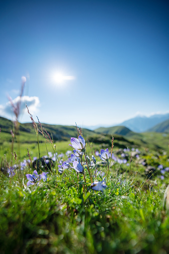Close-up of beautiful blue flowers in Caucasus mountains at sunny day