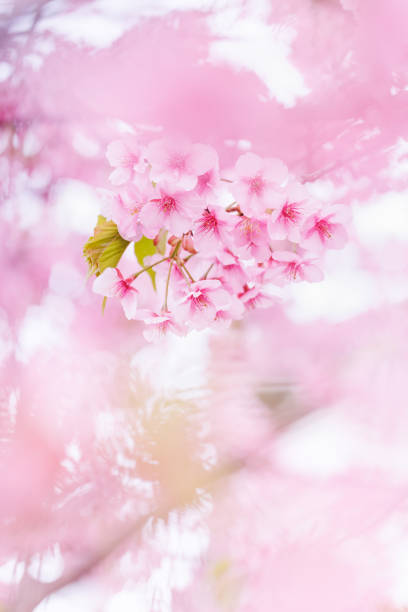 Cherry blossoms in full bloom with beautiful pink color