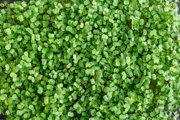 istock The microgreen in plastic trays.Different microgreens on black slate table, flat lay. Sprouting Microgreens on the Hemp Biodegradable Mats.Germination of seeds at home. Vegan and healthy food concept. 1471636006
