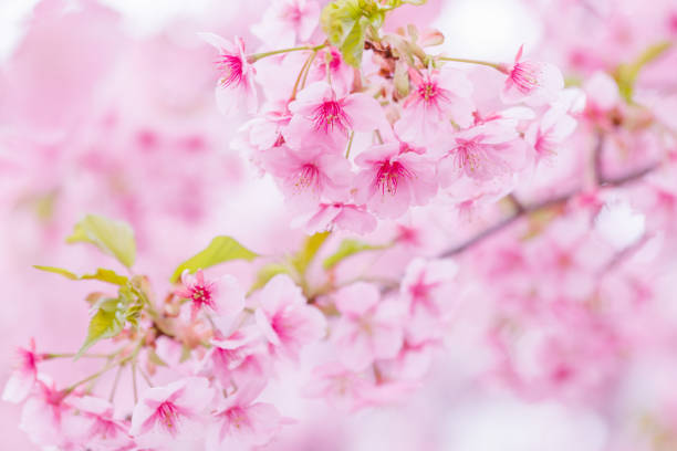 istock Cherry blossoms in full bloom with beautiful pink color 1471636178