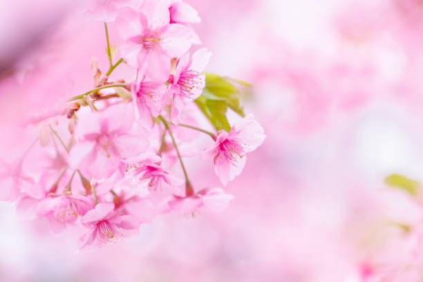 Cherry blossoms in full bloom with beautiful pink color