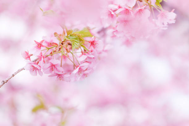 istock Cherry blossoms in full bloom with beautiful pink color 1471636254