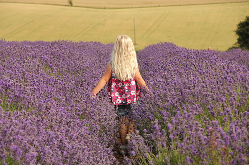 Small blonde haired girl walking between rows of lavender plants in bloom. She is wearing summery clothes