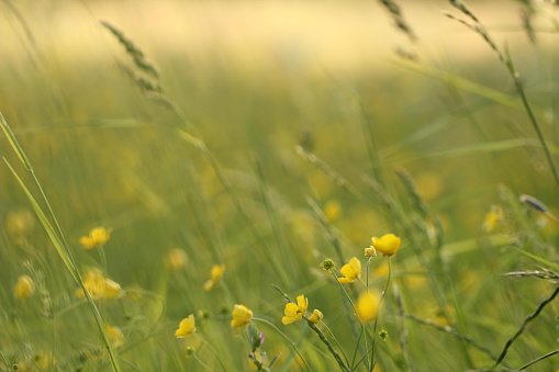 Field of buttercups from low angle view with shallow depth of field. Long stalks of grass are blurred in the background