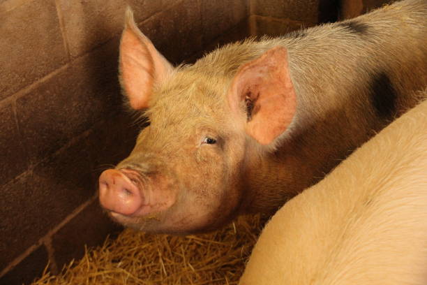istock Pig in concrete pen 1471638061