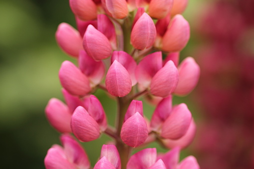 Close up of pink lupin flowers with blurred green background