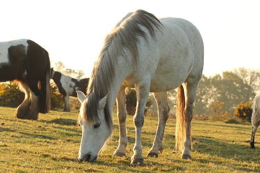 White horse standing and grazing in grass meadow in early morning light. There are other horses in the background